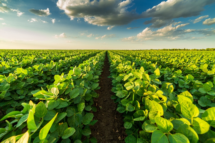 maximize-soybean-yield-975806766.jpg maximize-soybean-yield-975806766.jpg