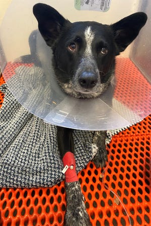 cattle dog Ripley wearing cone