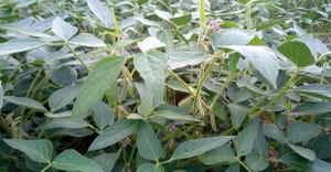 soybean field 
