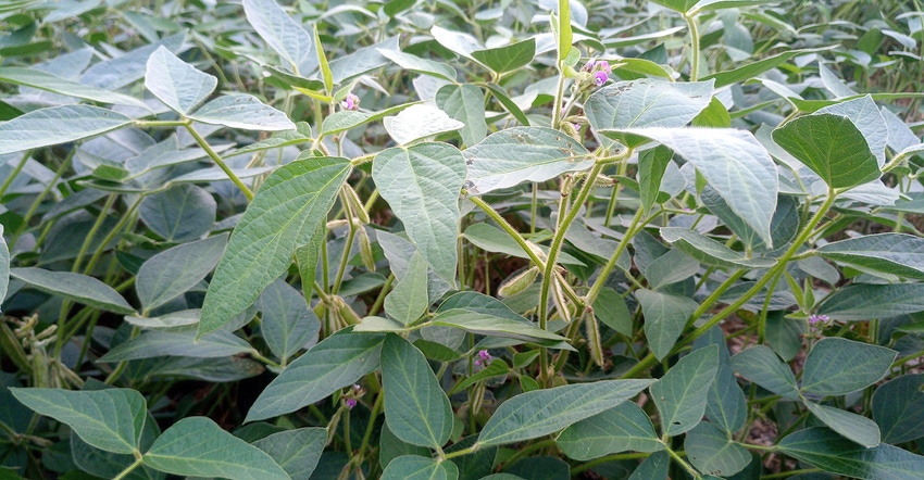 soybean field soybean field