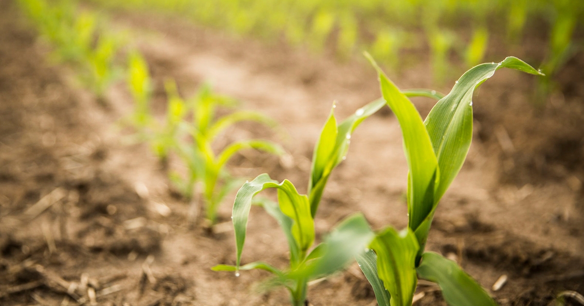 5 tips for nitrogen management