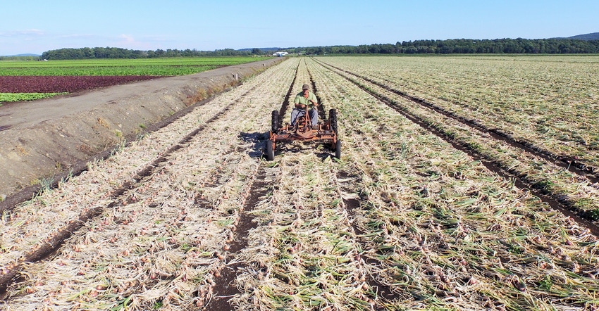 Rick Minkus undercuts a crop of onions to lift and deroot the plants to dry for harvesting Rick Minkus undercuts a crop of onions to lift and deroot the plants to dry for harvesting