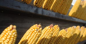 Closeup of ears of corn