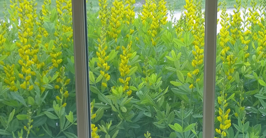 yellow indigo plant 