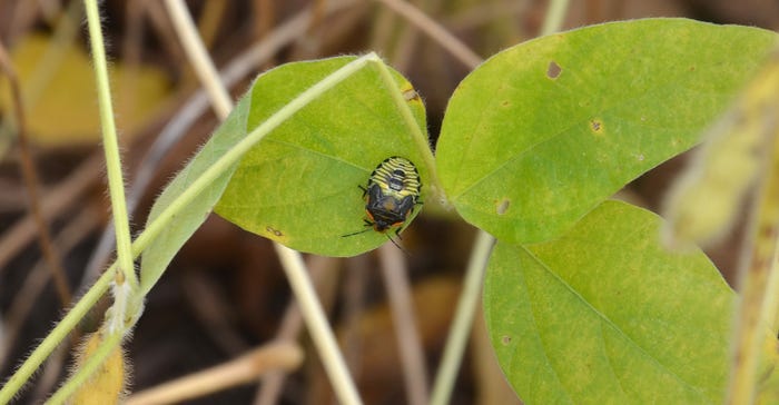nymph stage of a green stinkbug