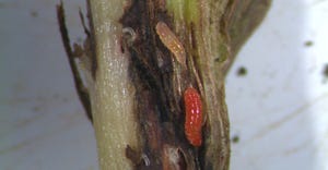 gall midge larvae feed on soybean stems, entering and destroying the inner tissue