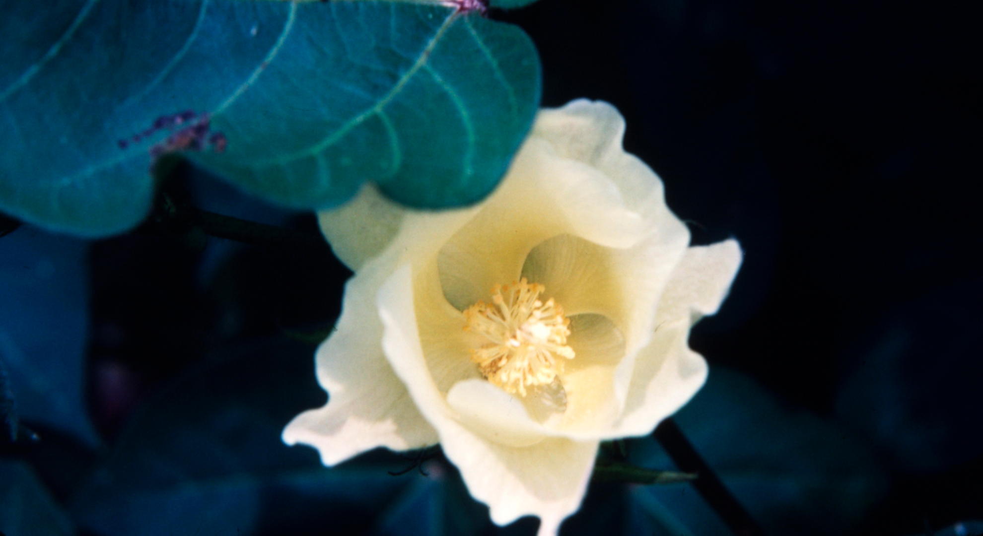 Control pests and protect yield potential