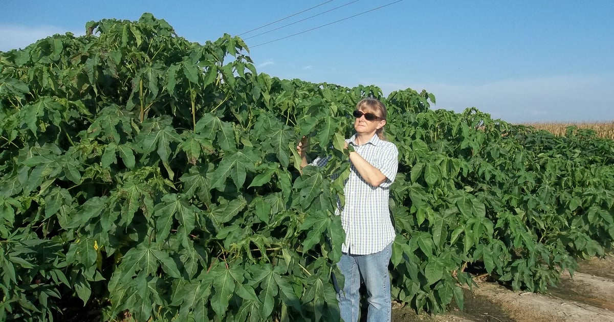 Jodi Scheffler pioneers cotton genetics research