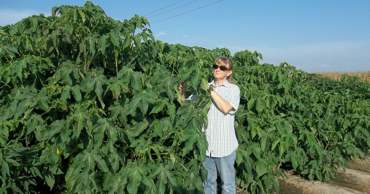 Jodi Scheffler pioneers cotton genetics research