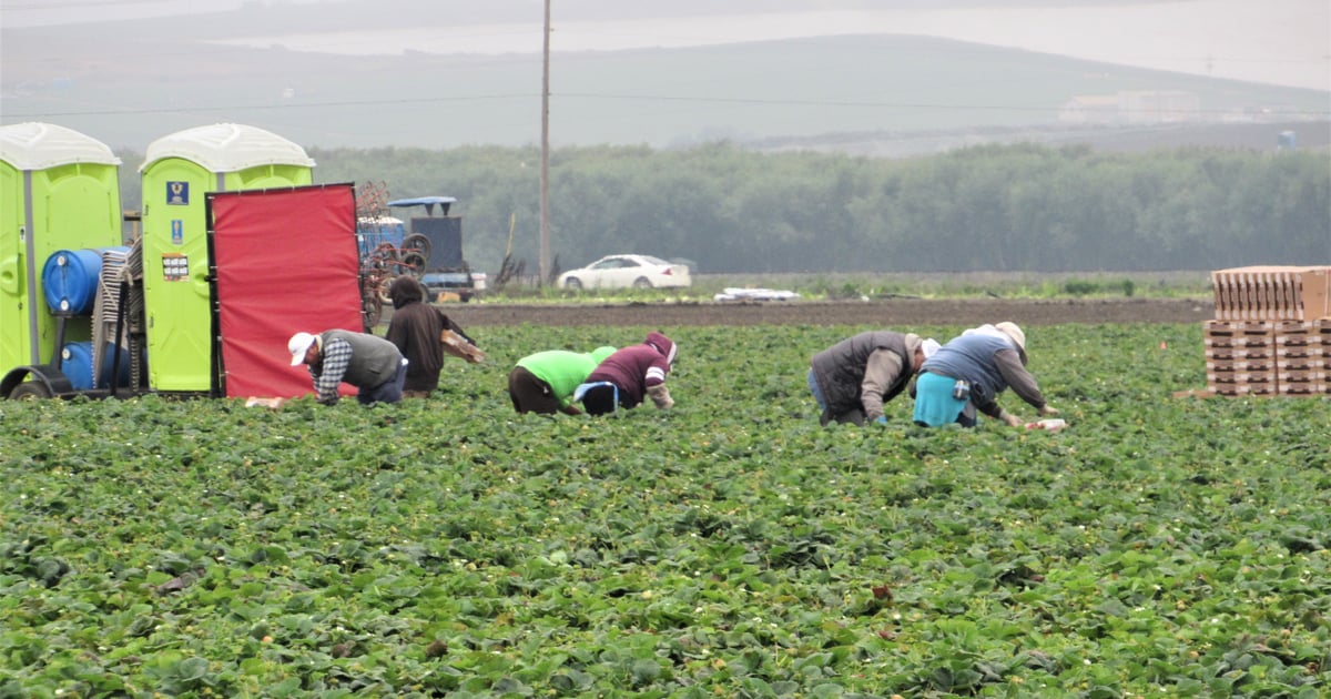 ICE raids on farms, packing houses rankle California ag