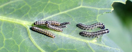 crop_insects_are_showing_early_iowa_1_634697340561555322.jpg crop_insects_are_showing_early_iowa_1_634697340561555322.jpg