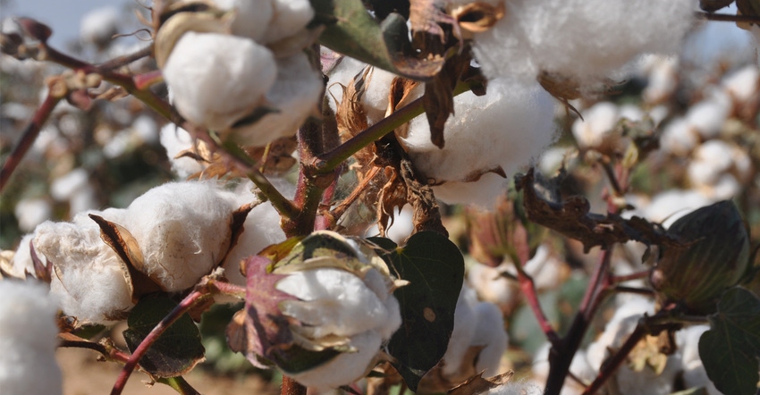 close up of cotton