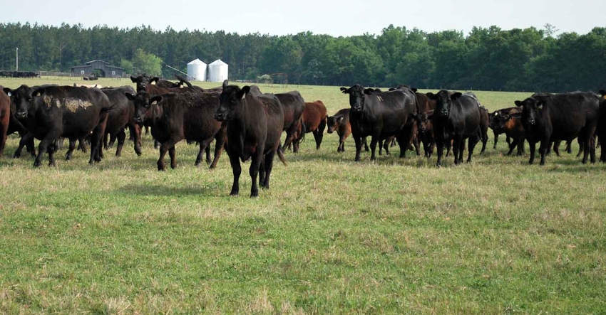 cattle-southeast-farm-press-3-a.jpg