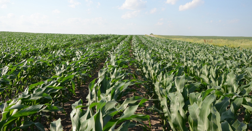 cornfield cornfield