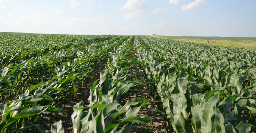 cornfield