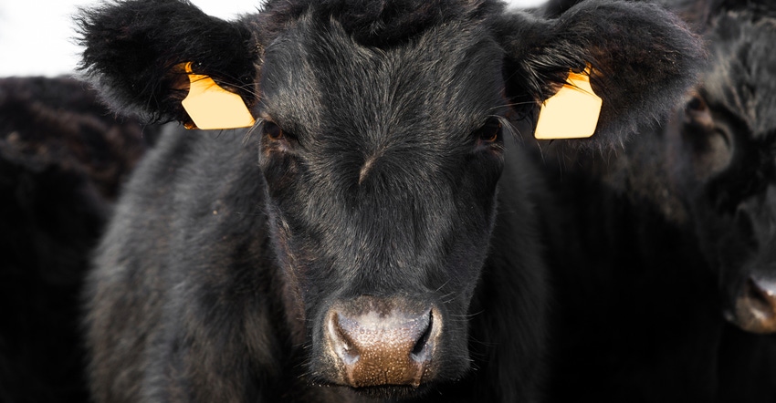 close up of young black angus cattle close up of young black angus cattle