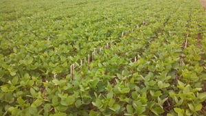 A soybean field