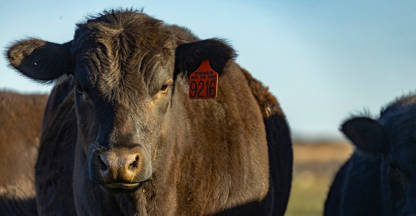 2021_lrp-cattle2500.jpg 2021_lrp-cattle2500.jpg