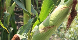 Close up of corn stalks