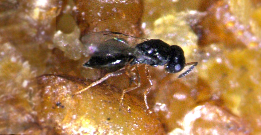 extreme closeup of parasitic wasp 