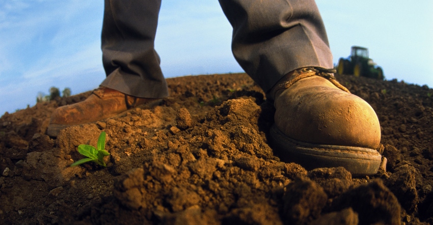 farmer's boots beside bean plant