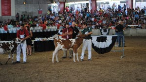 Boy showing cow with judges at Wisconsin State Fair
