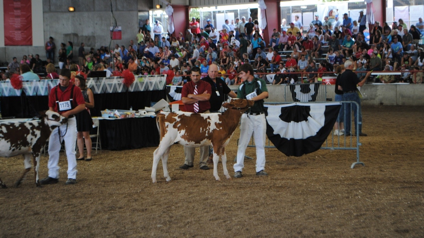 Boy showing cow with judges at Wisconsin State Fair Boy showing cow with judges at Wisconsin State Fair