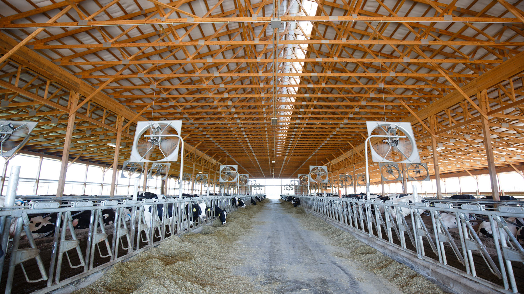 Cows feed in barn at Ivy Lakes Dairy