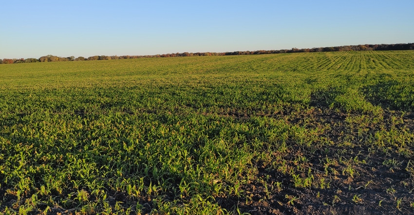 Panoramic view of corn fields Panoramic view of corn fields