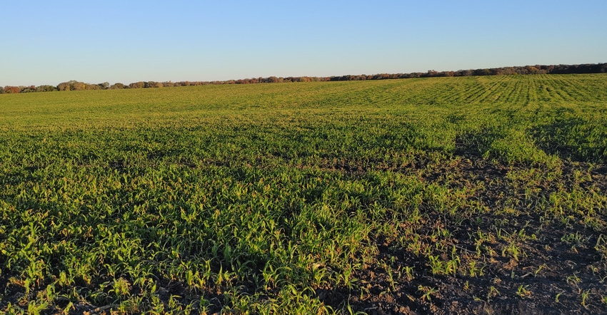 Panoramic view of corn fields