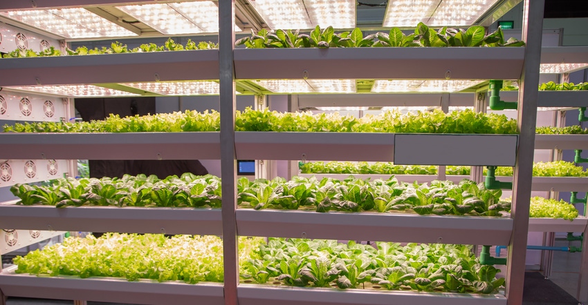 vegetables growing under LED lighting