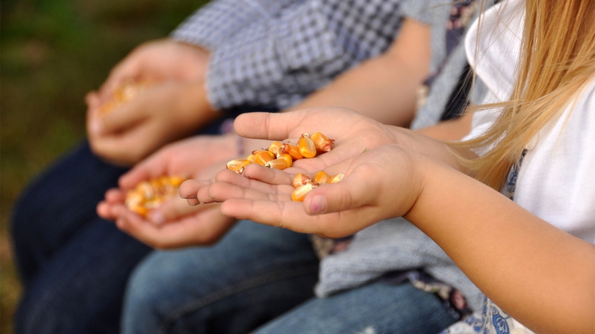 Close-up of hands holding corn kernels