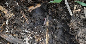 Close up of soil with worm