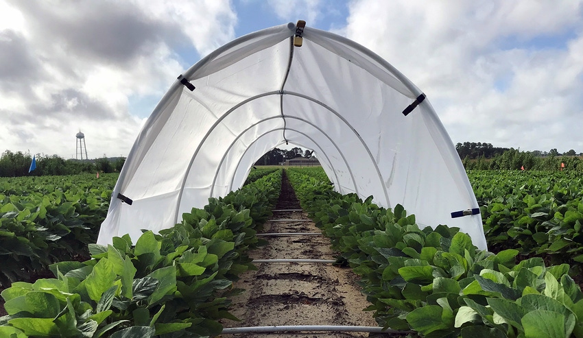 brad-haire-farm-press-dicamba-tunnel-study-a.jpg brad-haire-farm-press-dicamba-tunnel-study-a.jpg