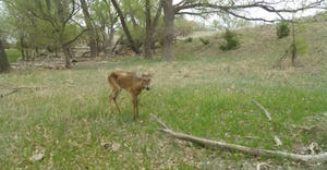 deer with Chronic Wasting Disease 