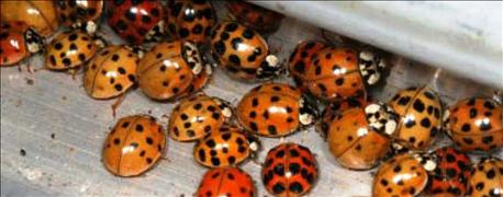 watch_swarms_asian_lady_beetles_seeking_shelter_1_636142108732400000.jpg