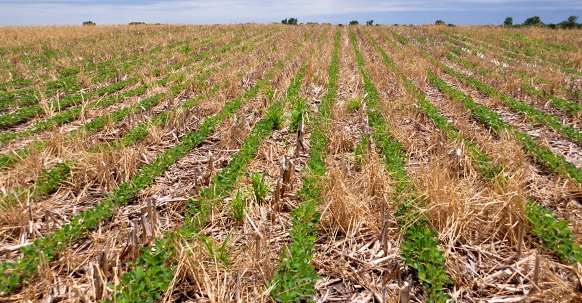 Soybeans growing in cereal rye cover crops 