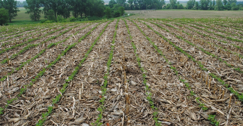 No-till field of soybeans