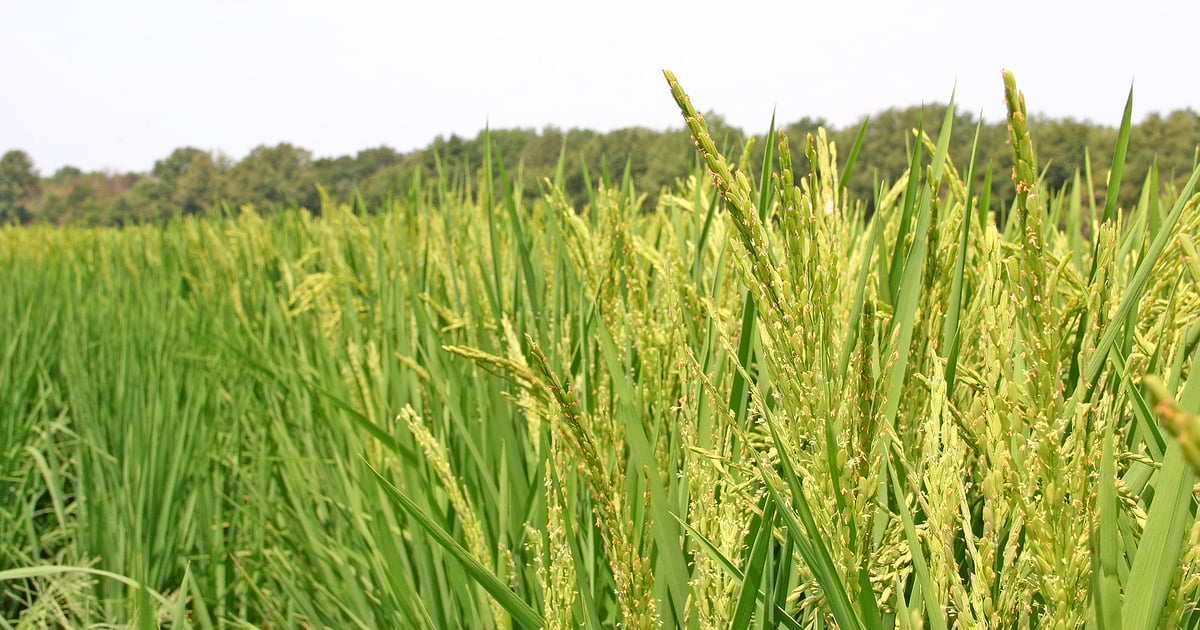 Rice stink bug treatment receives Section 18 exemption