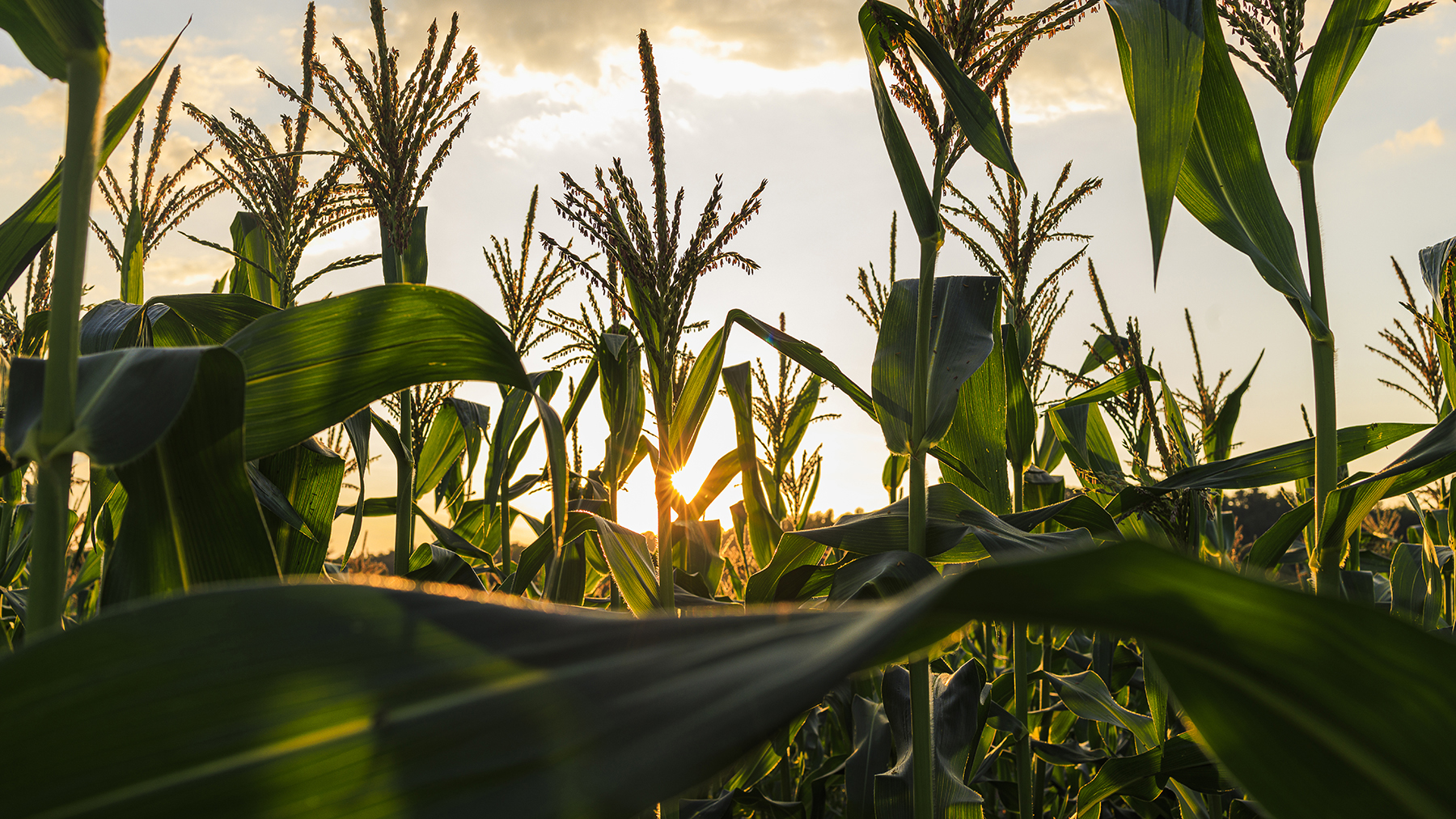 Farm Futures - Agriculture marketing and business information