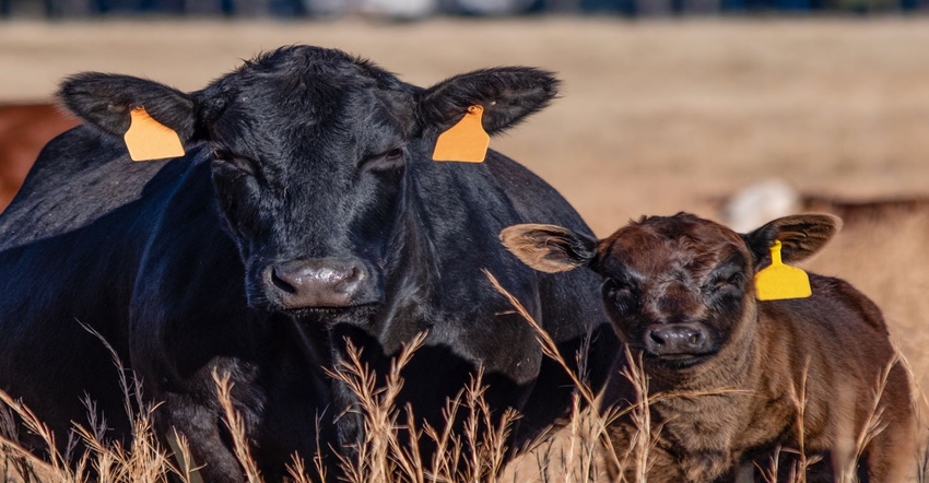 A later calving season may mean some changes in the breeding season. 