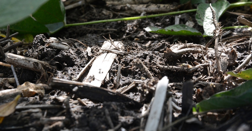 cover crops and residue mixed with soil