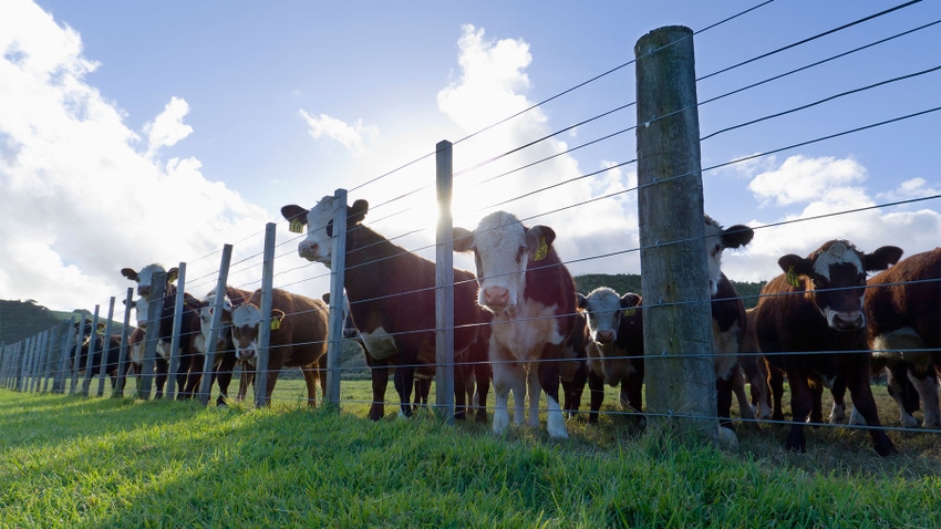 Herd of cattle in pen on grazing land