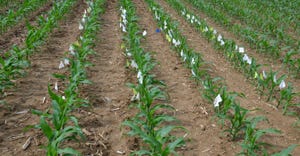 young cornfield fully emerged