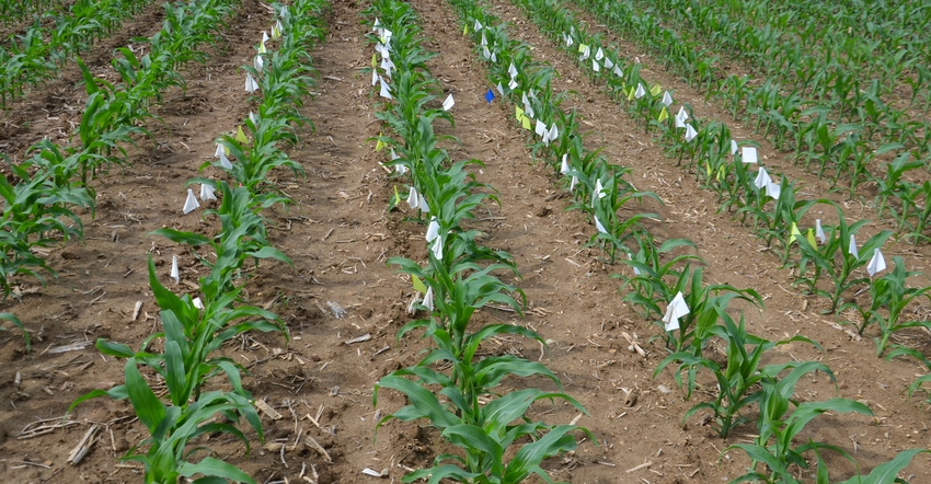 young cornfield fully emerged young cornfield fully emerged