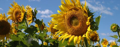 sunflower_planted_failed_winter_wheat_acres_1_635047415131246807.jpg