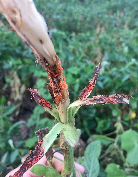 Orange gall midge larvae on soybean stem