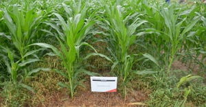 cornfield at Helm field day