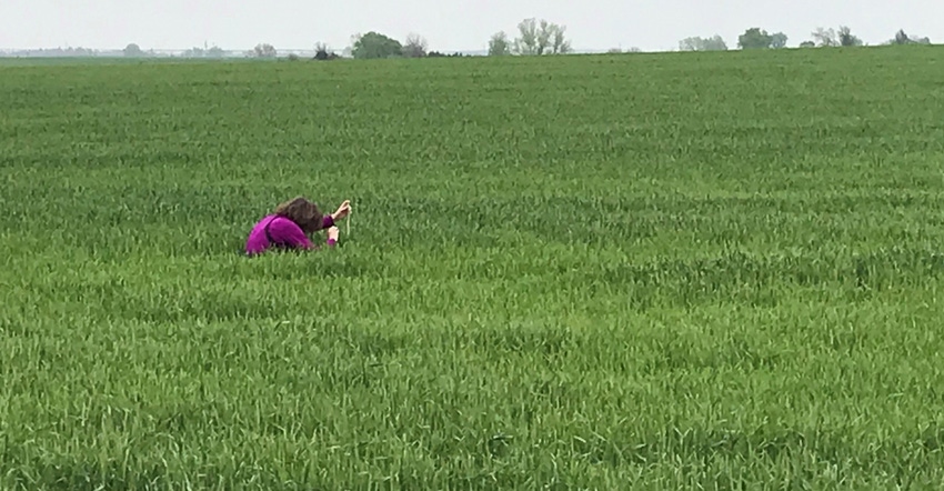 A Wheat Tour 2019 participant works to estimate the potential yield of a field in south central Kansas