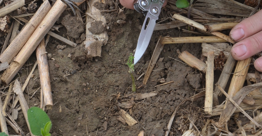 soybean plants with slug damage